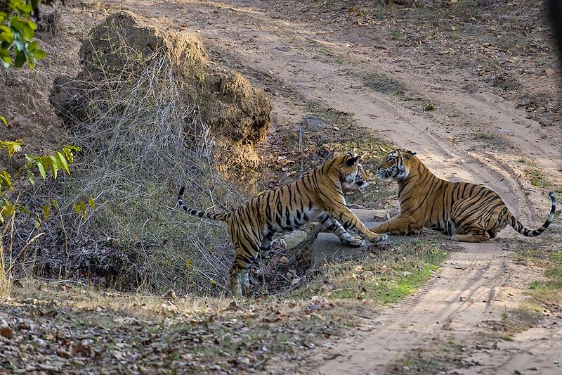 Tigres et temples : l'Inde sauvage !