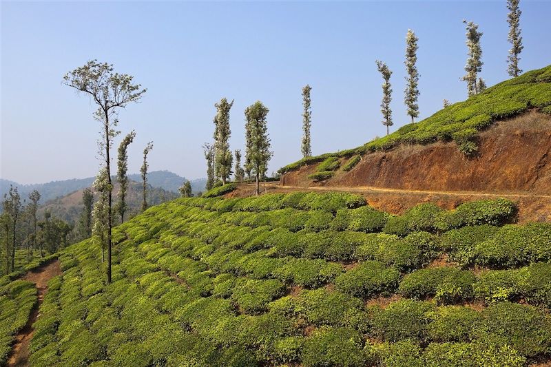 Plantations de thé dans le district de Wayanad - Inde