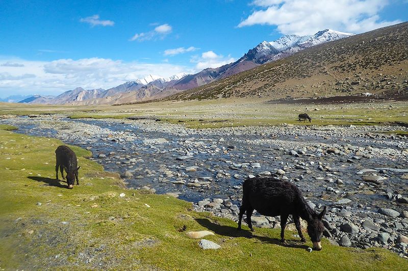 Nimaling - Trek de la Markha - Ladakh - Inde