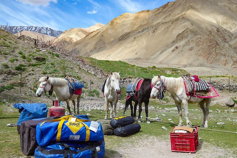 Campement à Rumbak - Trek de la Markha - Ladakh - Inde