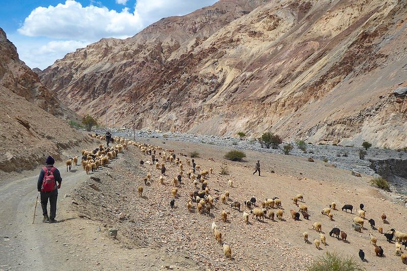 Trek dans la vallée de la Markha - Ladakh - Inde