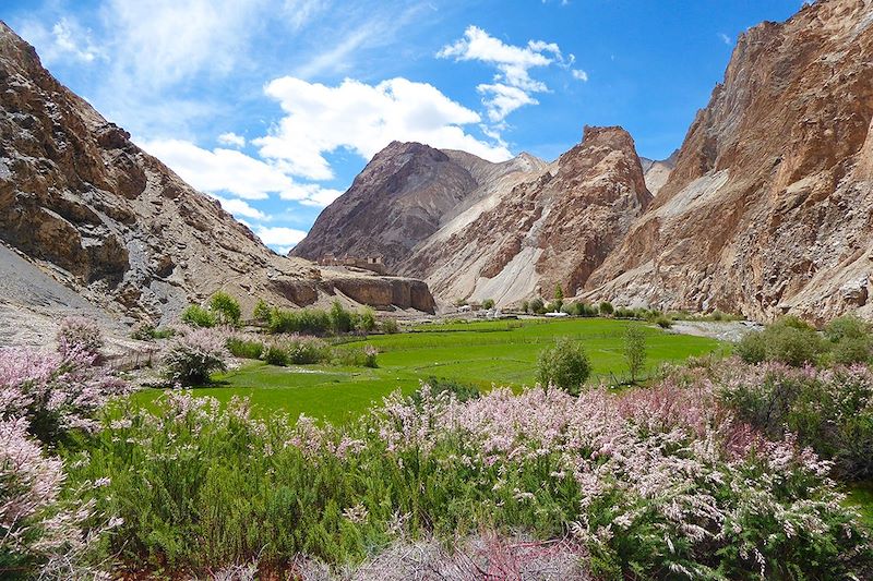 Trek dans la vallée de la Markha - Ladakh - Inde