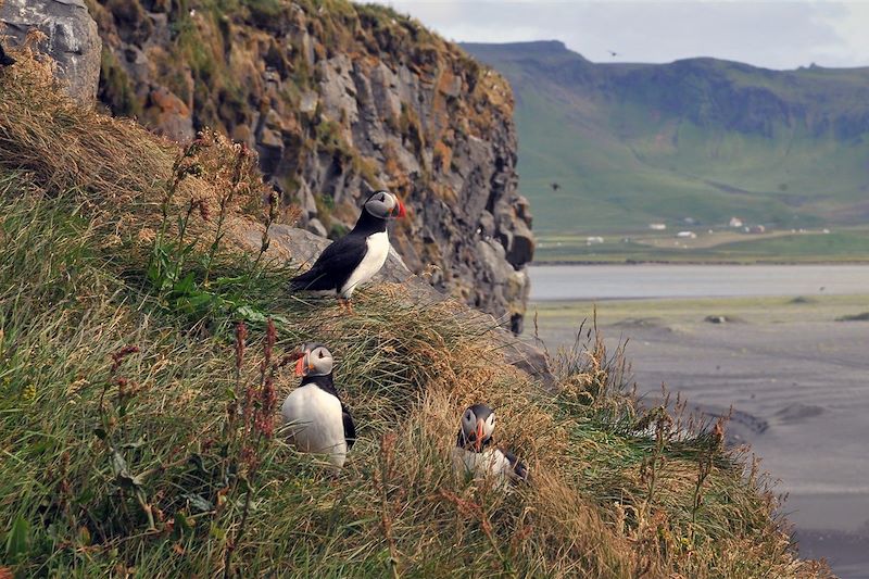 Macareux moines dans les falaises de Dyrholaey - Islande