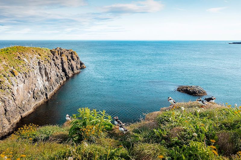 Macareux à Borgarfjörður Eystri - Islande