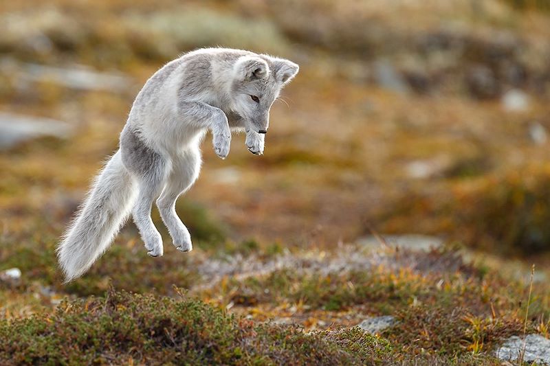 Voyage naturaliste en Islande, immersion au royaume du renard arctique, entre terres volcaniques, macareux et fjords sauvages.