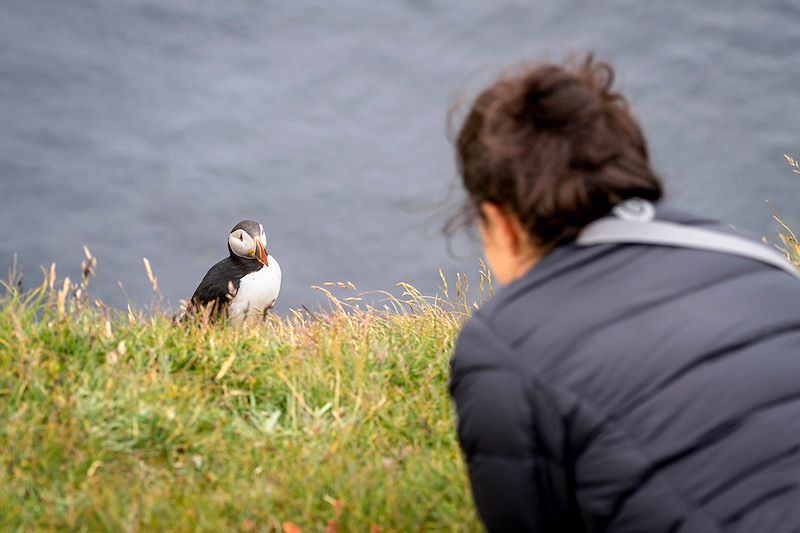 Observation d'un macareux moine - Islande