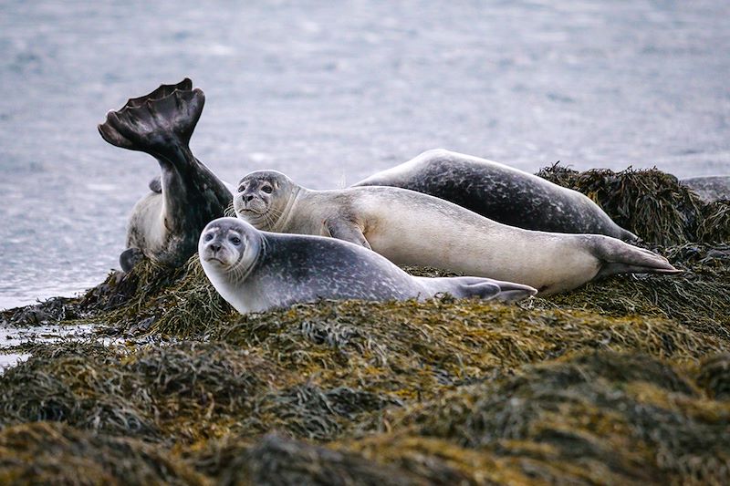 Phoques en Islande