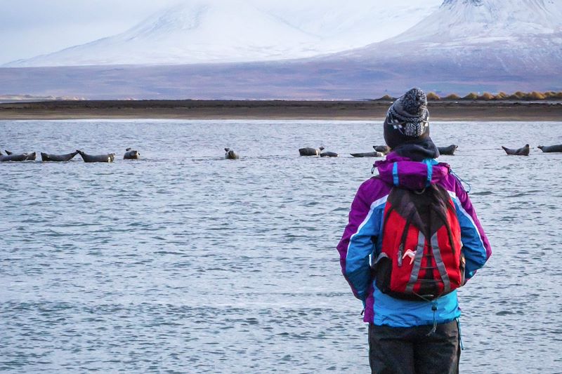 Observation des phoques dans la Péninsule de Vatnsnes - Islande