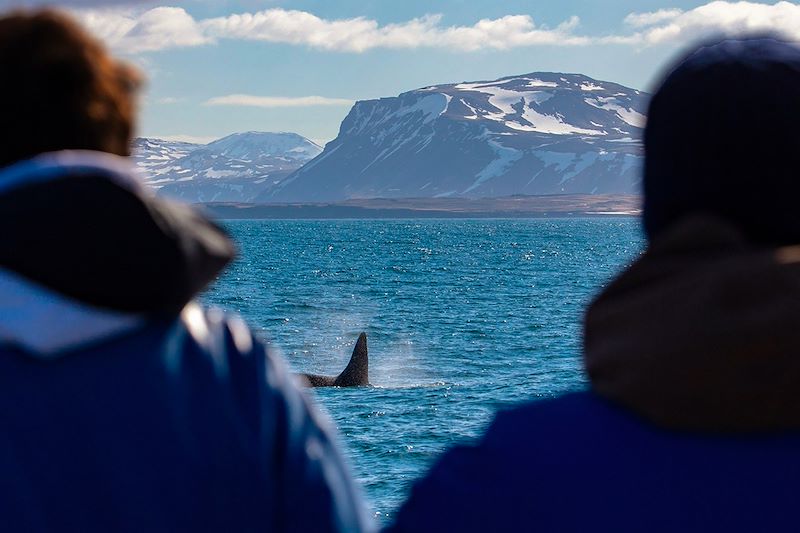 Observation des baleines en Islande