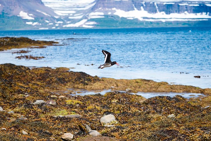 Guillemot à miroir vu depuis l'Île de Vigur - Westfjords - Islande
