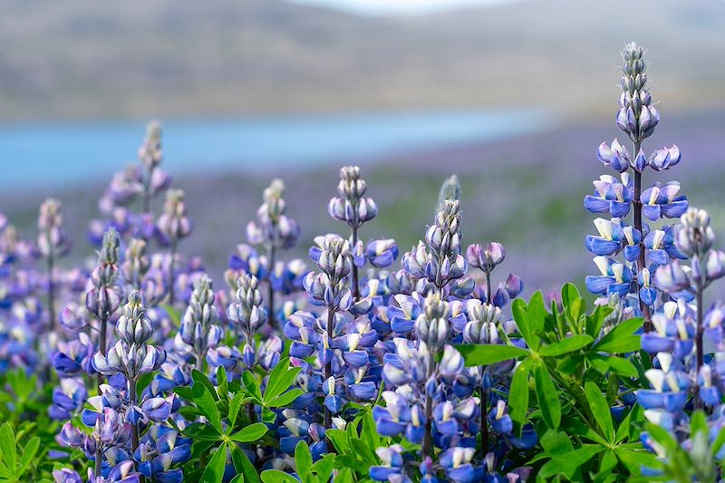Lupin d'Alaska - Islande