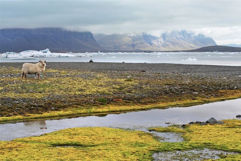 Lac glaciaire de Jokulsarlon - Parc national du Vatnajökull - Islande