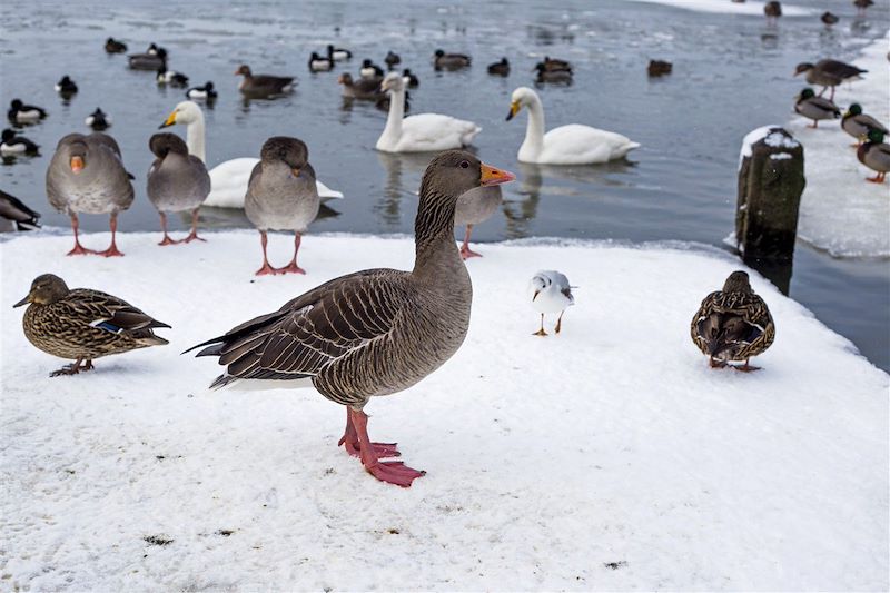 Féerie boréale en Islande