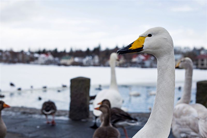 Féerie boréale en Islande