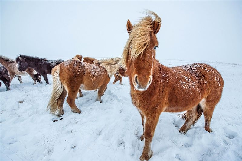 Féerie boréale en Islande