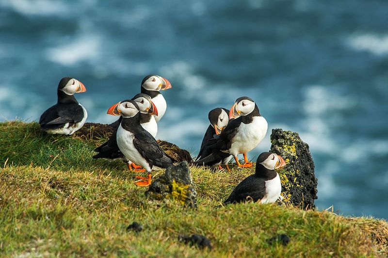 Macareux moine, quelque part en Islande...