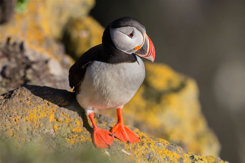 Macareux moine - Islande