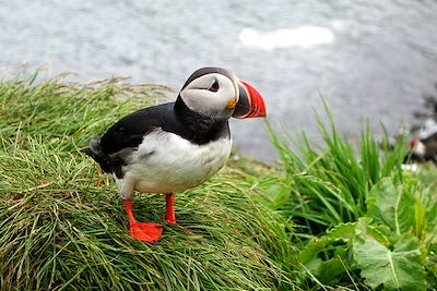 Islande sauvage 3