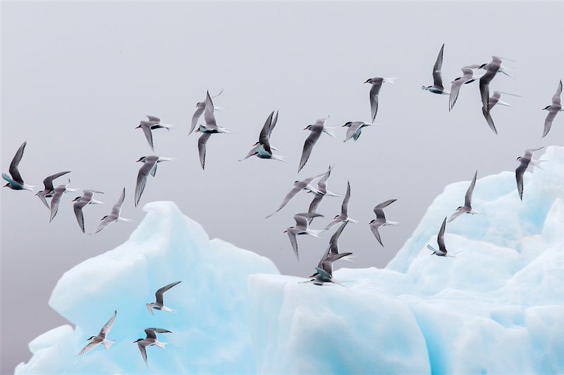 Observation des oiseaux dans le lagon glaciaire de Jökulsárlón - Islande