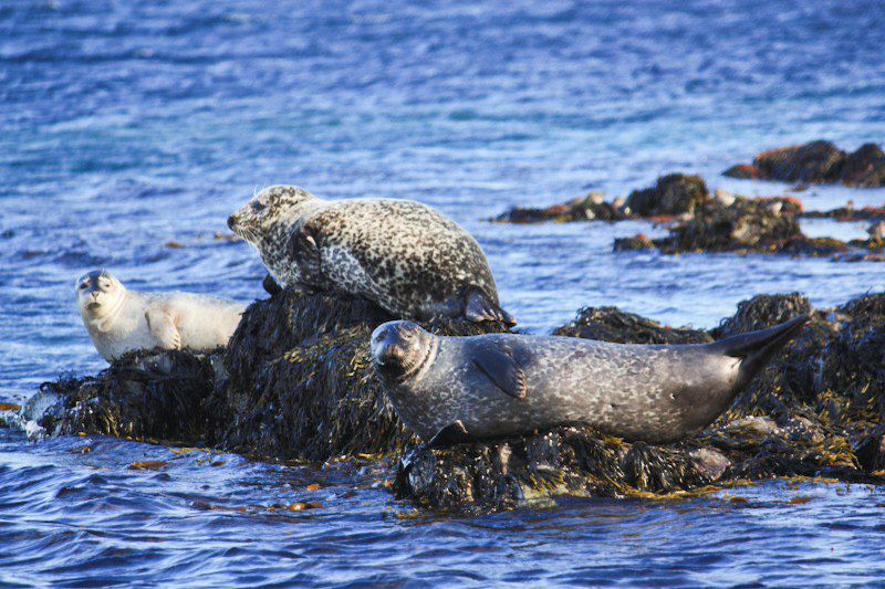 L’Islande sans laisser de trace !