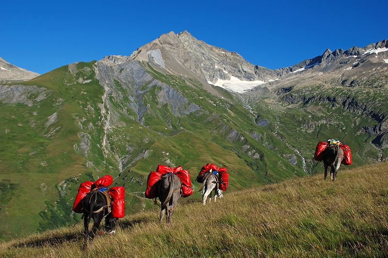 Le Grand Paradis des ânes 