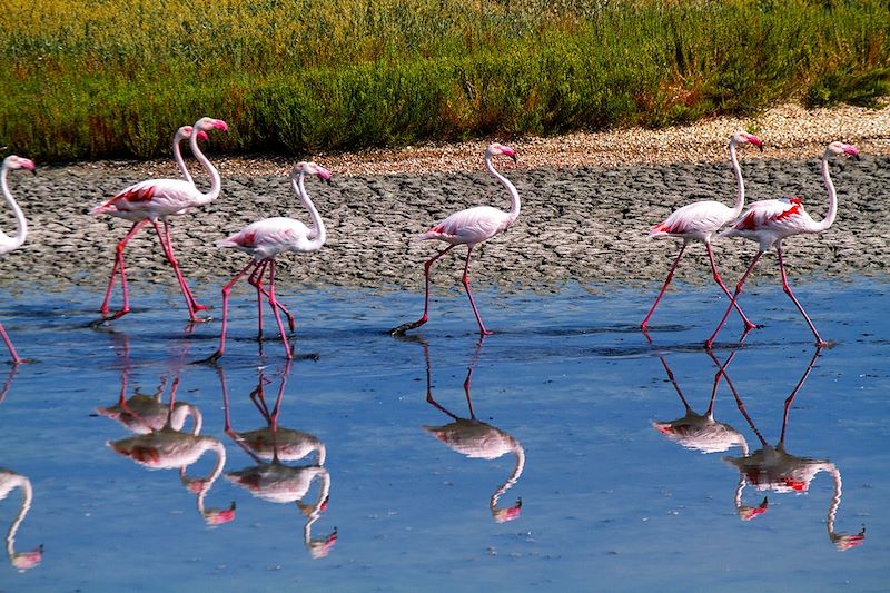 Flamants roses au parc régional du Delta du Pô - Italie