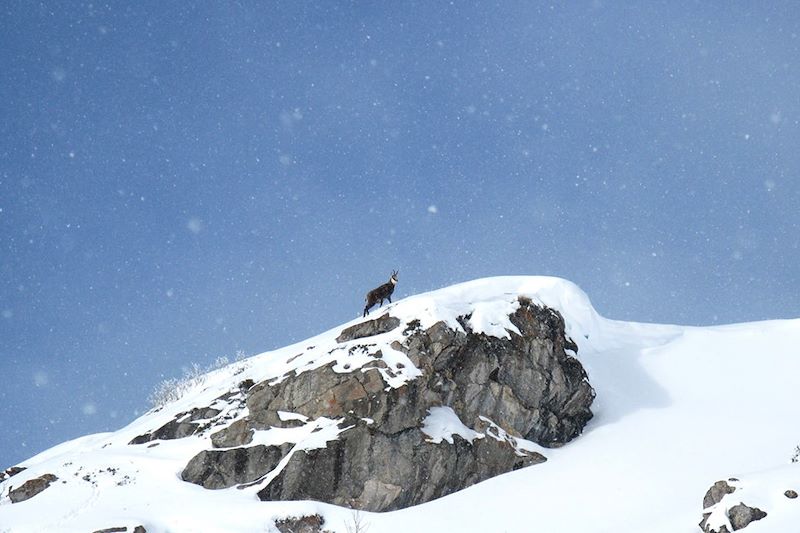 Chamois - Monts de la Lune - Piémont - Italie