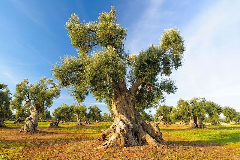Oliviers dans le Salento - Pouilles - Italie