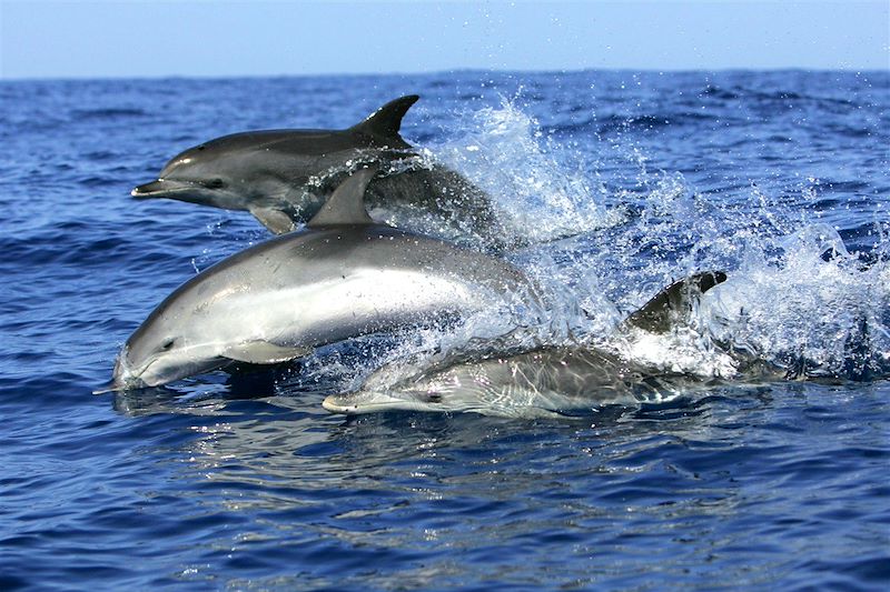 Dauphins