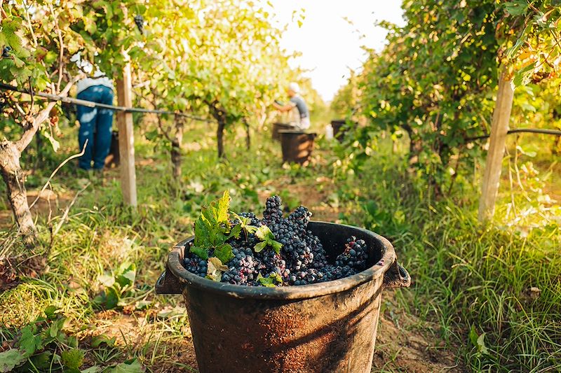 Récolte de raisins Primitivo - Pouilles - Italie