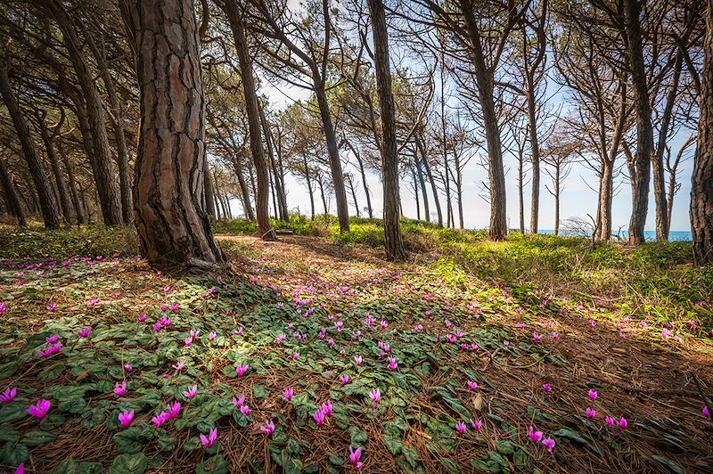 Forêt de pins à Marina di Cecina - Toscane - Italie