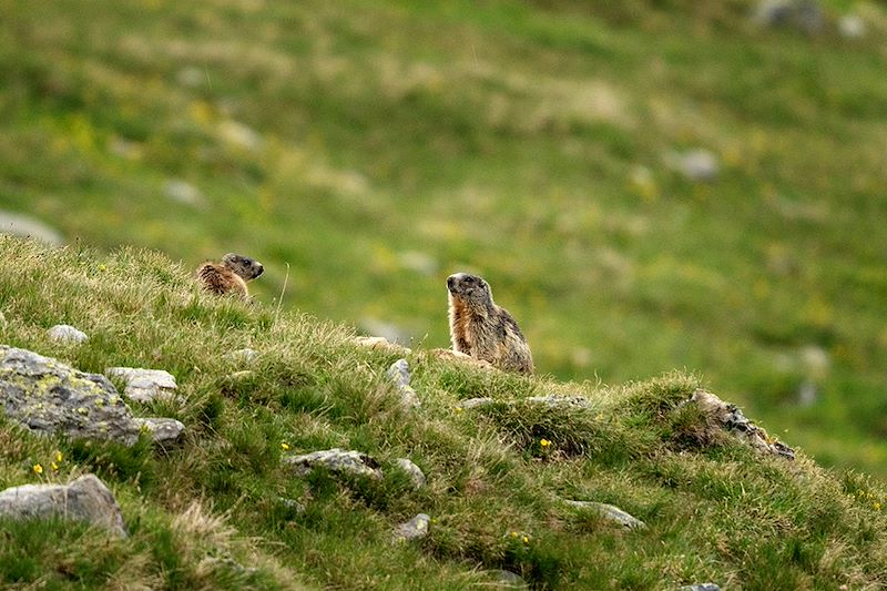 Marmottes dans les Dolomites - Italie