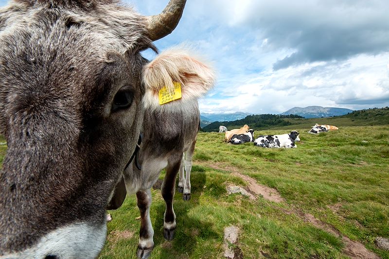 Vaches dans le Val Sarentino - Dolomites - Italie