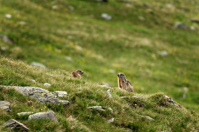 Marmottes dans les Dolomites - Italie