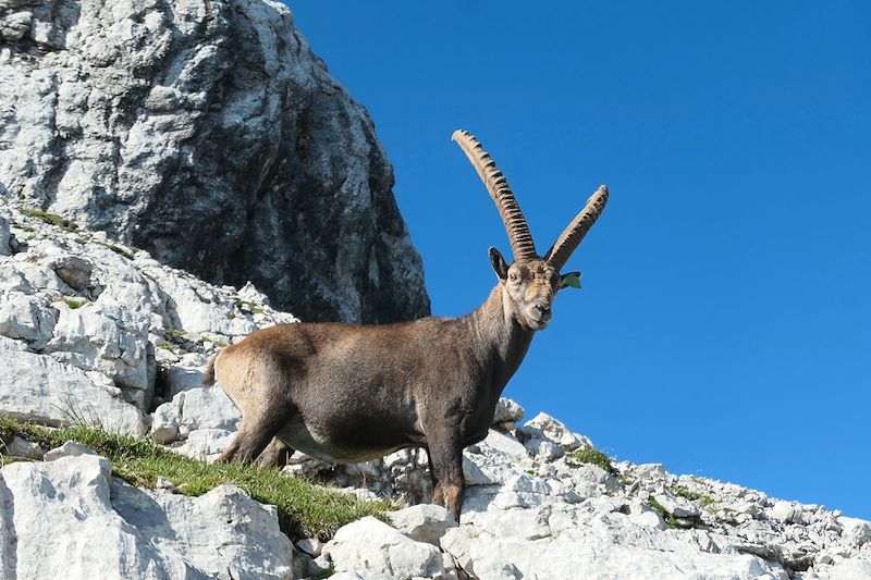 Bouquetin dans les Dolomites - Italie