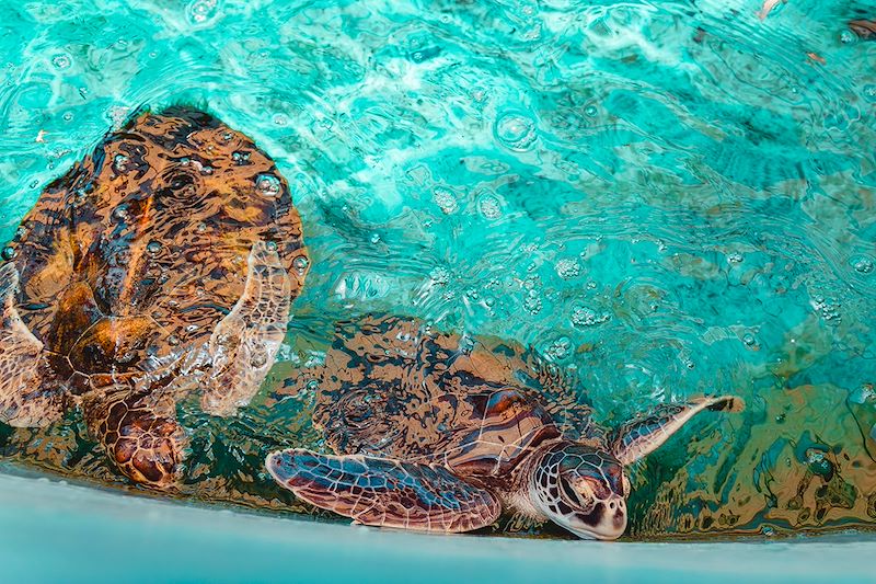 Tortue marine dans un centre de réhabilitation