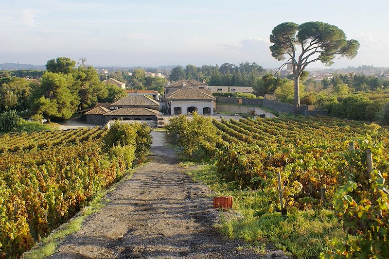 L'Italie de vigne en volcan