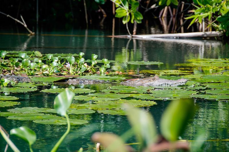 Crocodile - Black River - Saint Elizabeth - Jamaïque