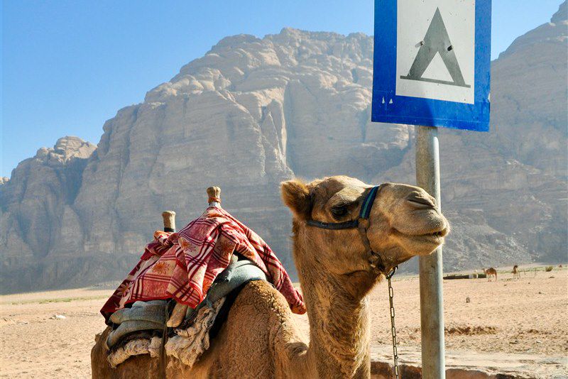 Du Désert de Wadi Rum à Pétra la rose