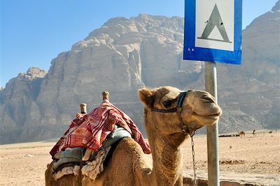Du Désert de Wadi Rum à Pétra la rose 2