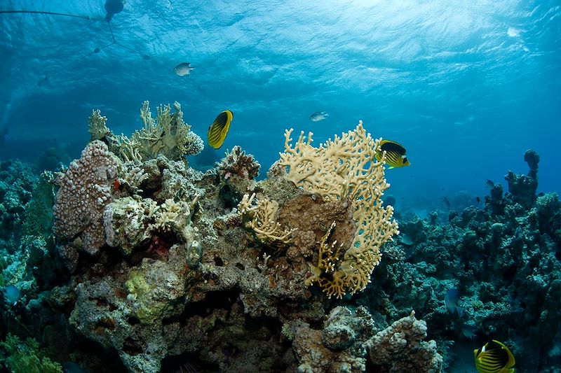 Faune sous-marine de la Mer Rouge - Aqaba - Jordanie