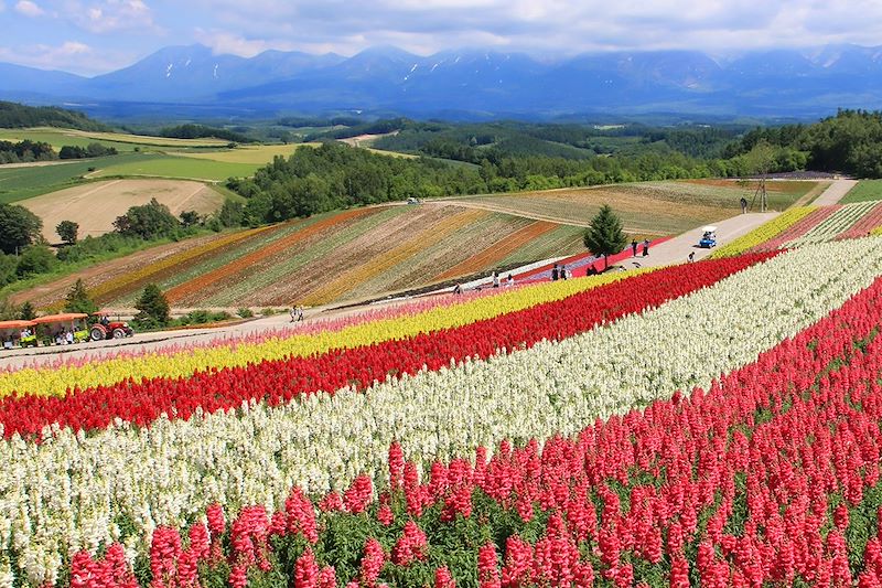 Champs de fleurs de Furano - Hokkaido - Japon