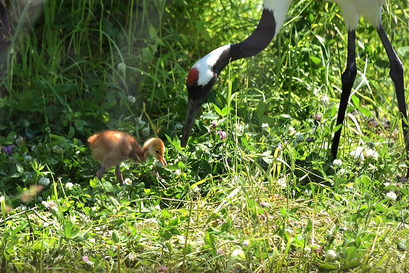 Grues du Japon - Hokkaido - Japon