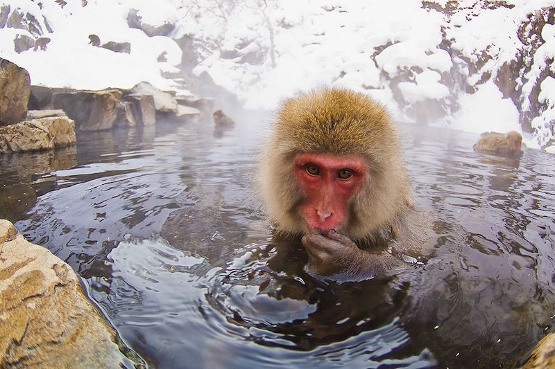 Macaque japonais dans les sources chaudes - Préfecture de Nagano - Japon