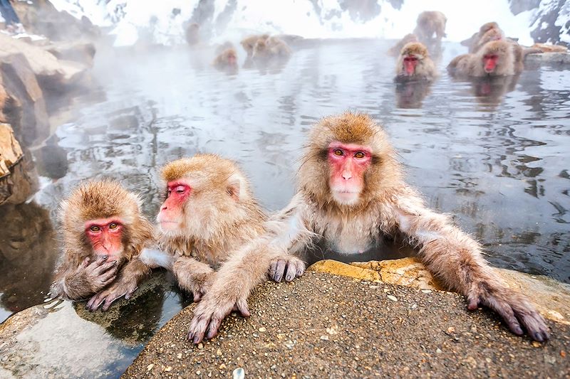 Splendeur de Kyoto en hiver, découverte de Shirakawa-go et des singes des neiges, Ski et balade dans les montagnes d'Hakuba