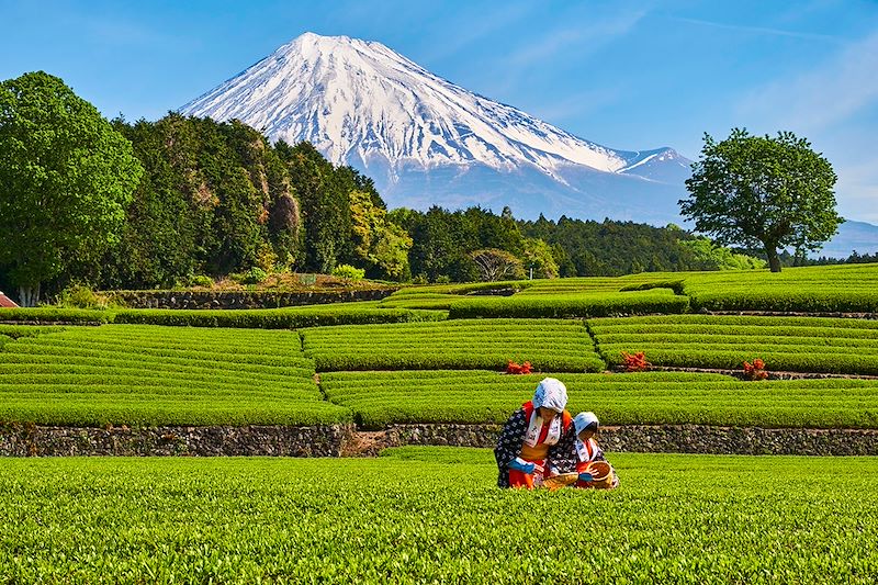 Voyage en véhicule de location de Tokyo à la baie de Suruga, entre plantations de thé et villages traditionnels