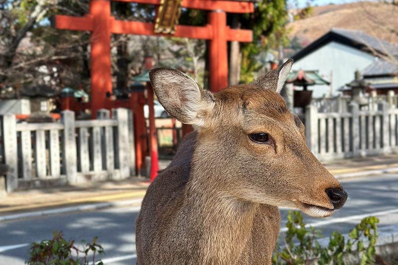 Cerf sika dans le parc de Nara - Région du Kansai - Japon