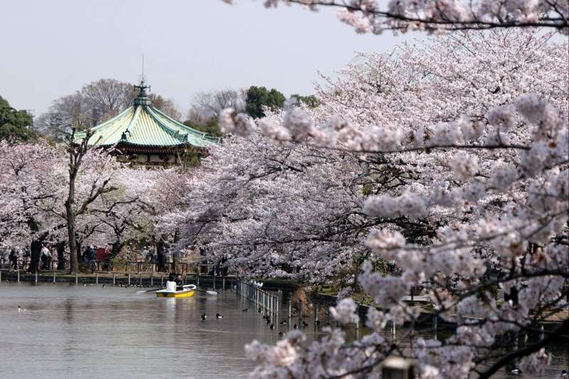 Mont Fuji, Mont Koya, Mon amour