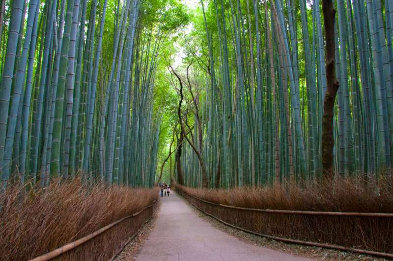Bambouseraie - Japon