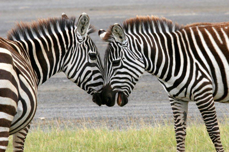 Safari en lodge entre filles !